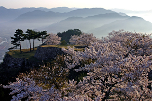 竹田城跡（桜）